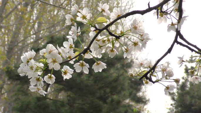 公园早晨玉兰花开春暖花开游人拍照健身锻炼