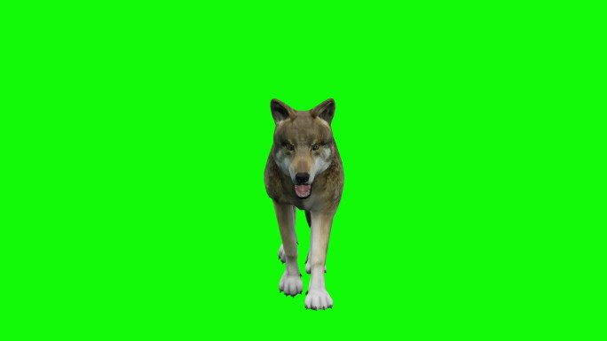 绿色背景上的垂死狼