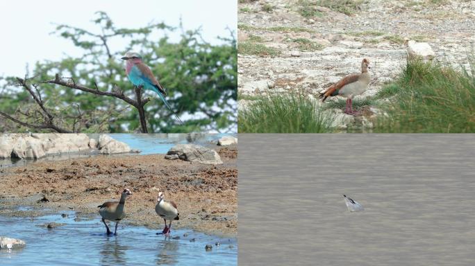 东非动物迁徙 — 鸟类 4K
