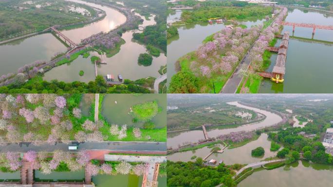 5k广州海珠湿地公园紫荆花航拍01