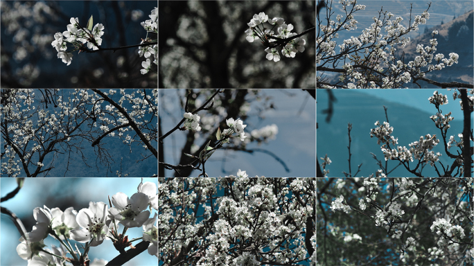 金川梨花盛开春天花开花瓣梨花开花百年梨树