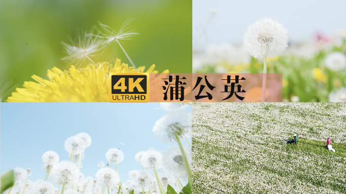 4k蒲公英花海 特写 航拍