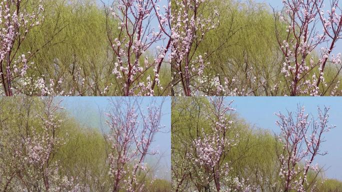 春景桃花垂柳