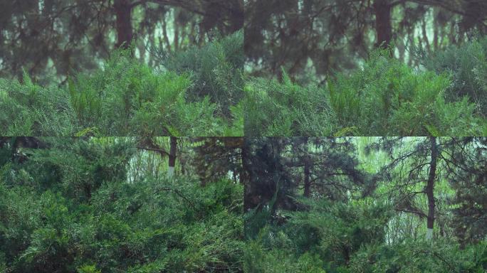 春天 花 树 草 景色 生机