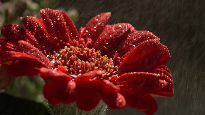 娇艳欲滴的红色花朵