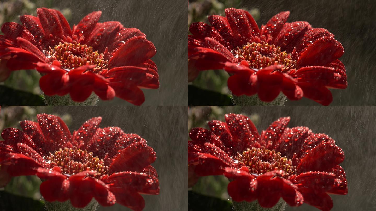 娇艳欲滴的红色花朵