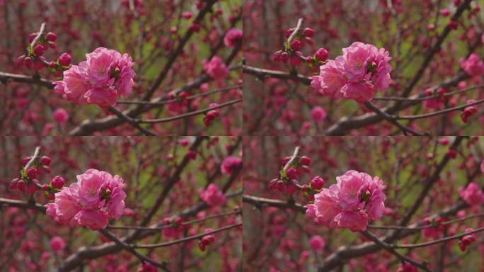 春天 花 树 草 景色 生机