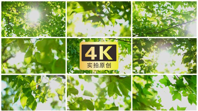 清晨阳光 树叶