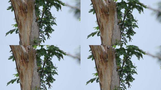 斑姬啄木鸟用力叩击树枝发送“摩尔斯电码”