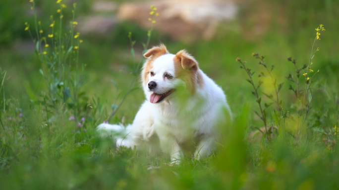 可爱牧羊犬