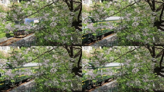 春天绿皮火车穿过苦楝树花片头视频