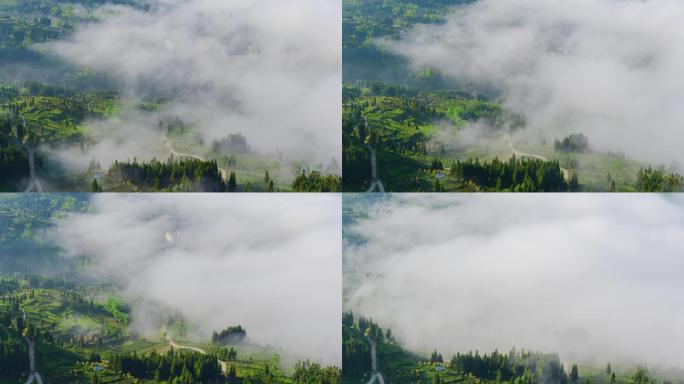 唯美壮观田园风光云雾涌动茶园风景延时