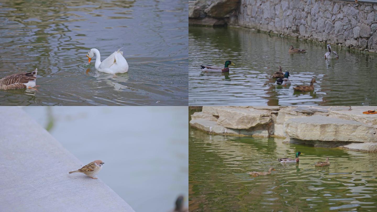 【合集】鸭子多种素材实拍