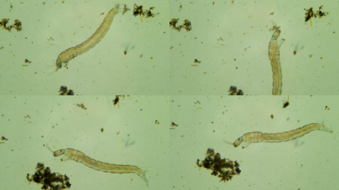 污水中的微生物显微镜菌落种群水生