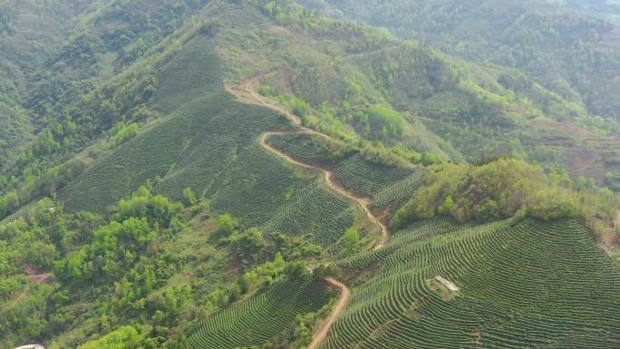 4K航拍陕西汉中高山茶园