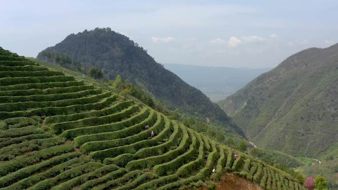 4K航拍陕西汉中高山茶园