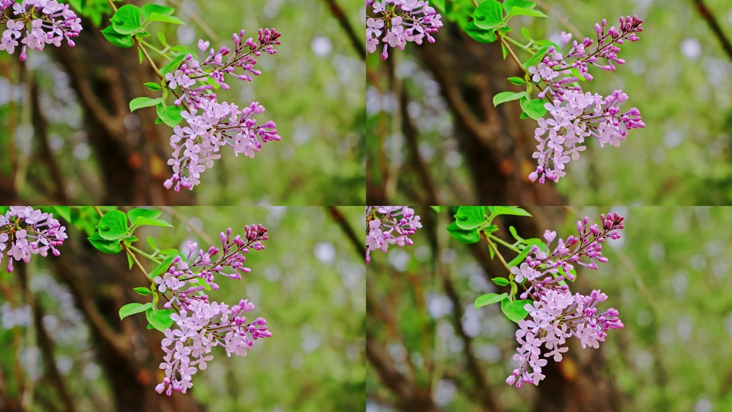 4K春天紫丁香鲜花盛开嫩芽摆动