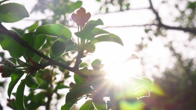 春天 花 树 草 景色 路 石板