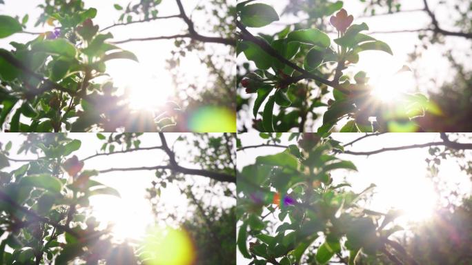 春天 花 树 草 景色 路 石板