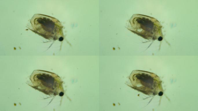 污水中的微生物显微镜觅食排泄