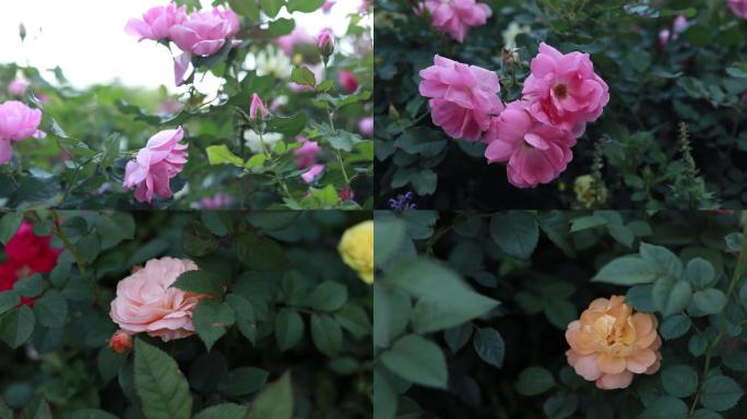 大自然的玫瑰花