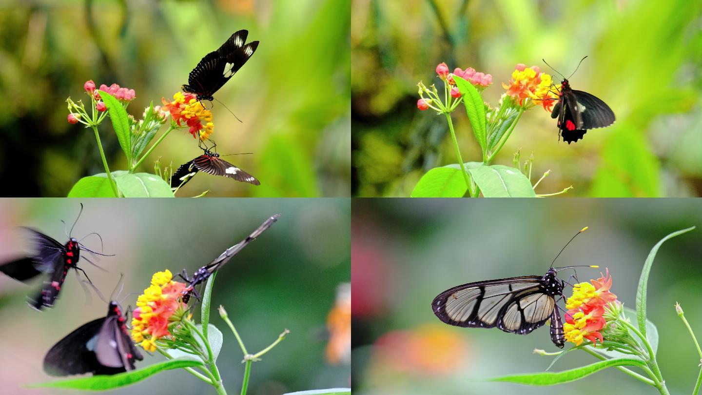 南美洲蝴蝶