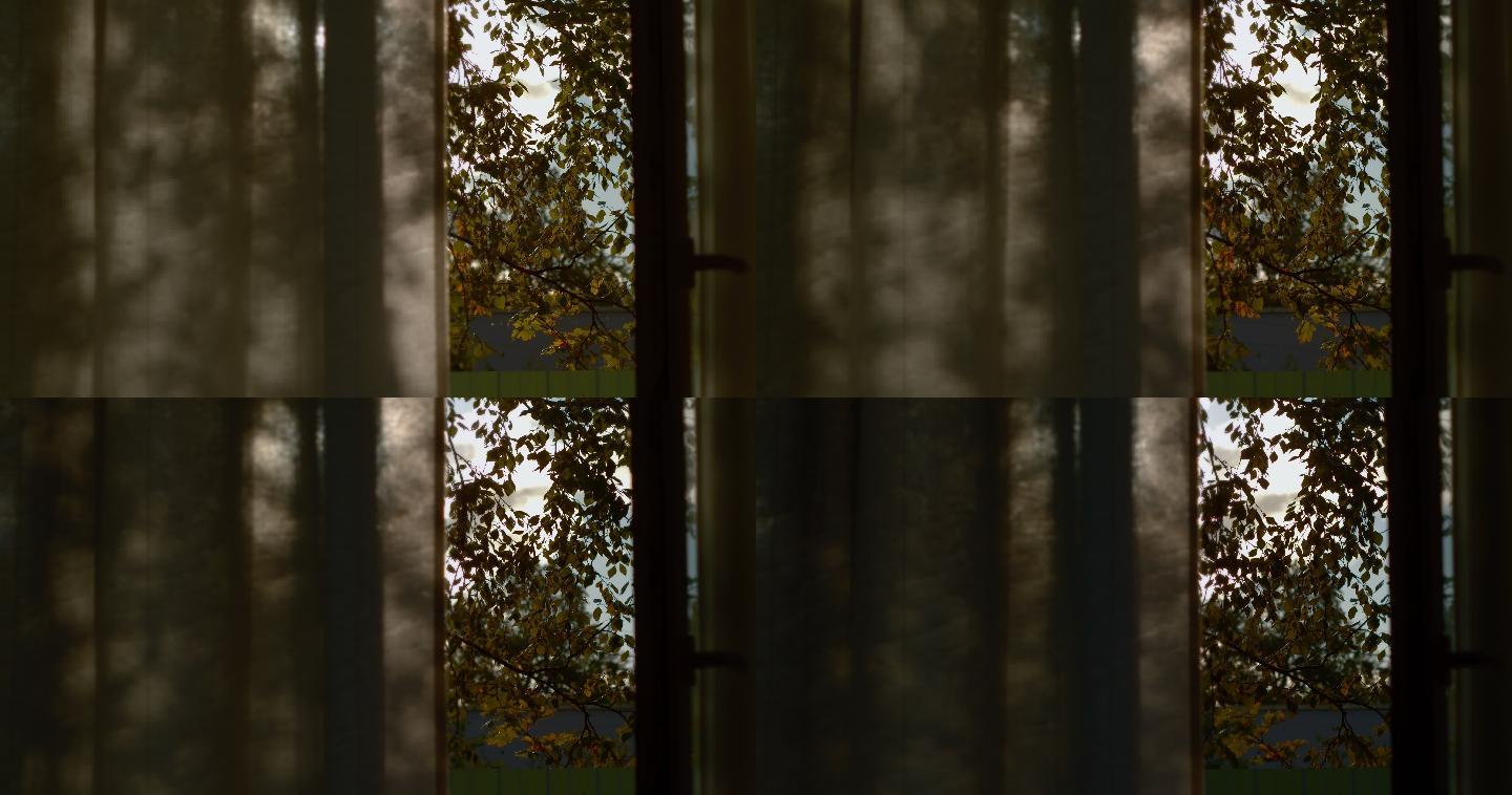 树木在房间的窗帘上投下阴影。