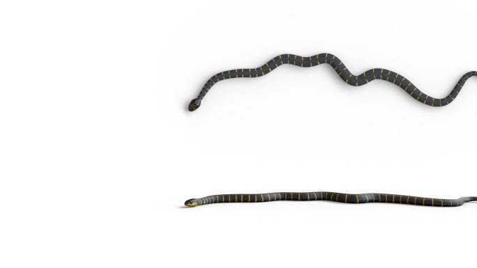 蛇形3D动画毒蛇威胁毒蛇危险动物