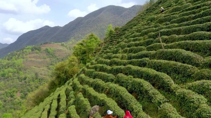 4K航拍陕西汉中高山茶园