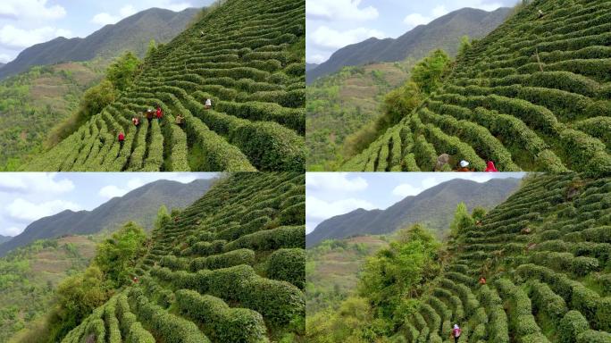 4K航拍陕西汉中高山茶园