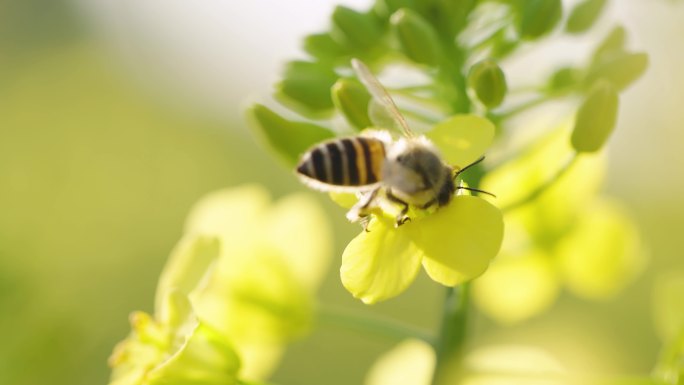 蜜蜂采蜜