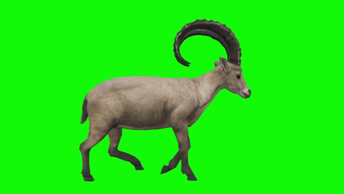 在绿色屏幕上行走的野山羊。