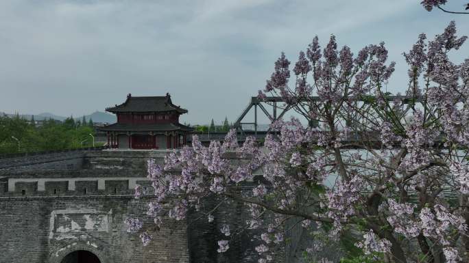 航拍襄阳春天泡桐树开花城市自然风光