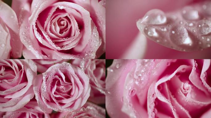 娇滴滴的粉色玫瑰花水滴大特写