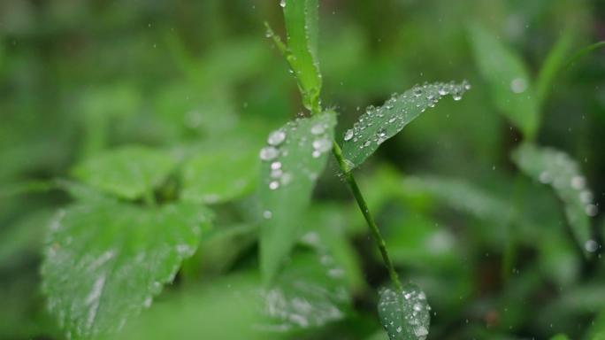 春雨沐浴着小草青草雨景