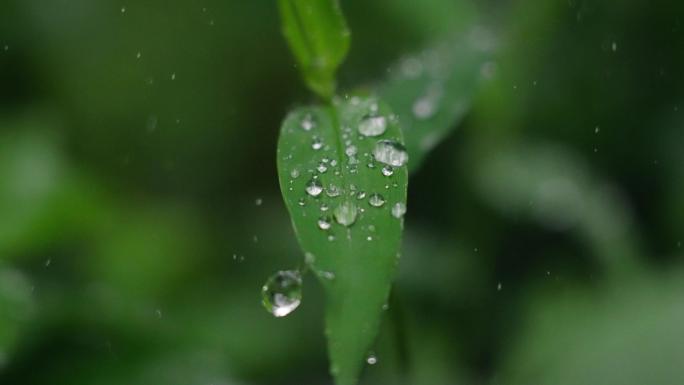 春雨沐浴着小草青草雨景