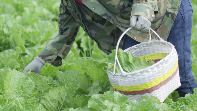 农民菜地里摘白菜