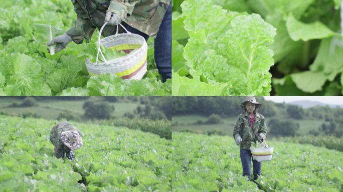 农民菜地里摘白菜