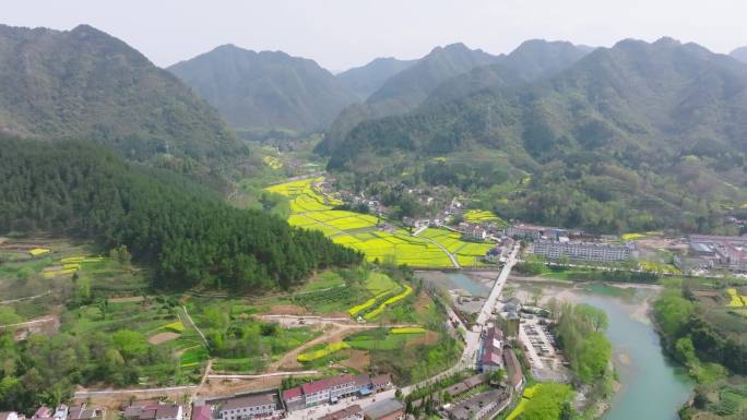 4K航拍汉中勉县龙湾油菜花海