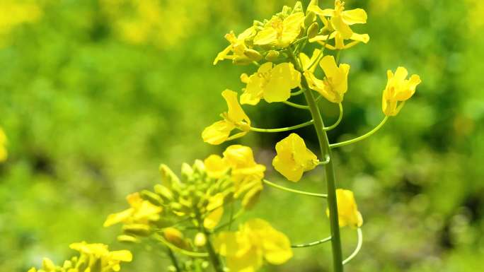 4K唯美油菜花