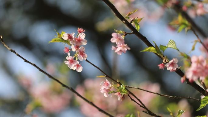 舟山春日沈院樱花2