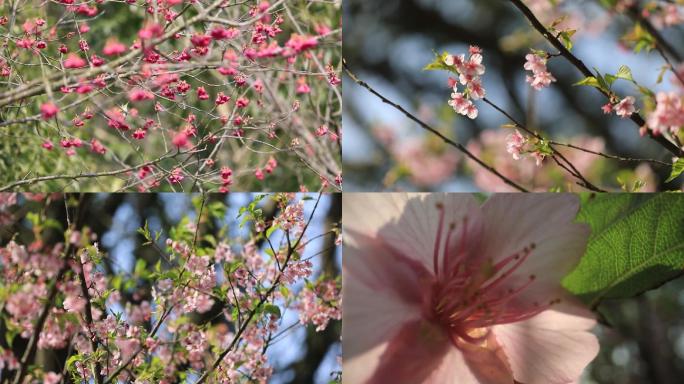 舟山春日沈院樱花2