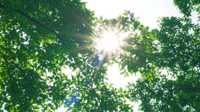 唯美树荫阳光 4K
