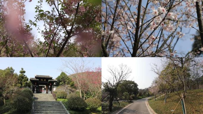 舟山春日沈院樱花1