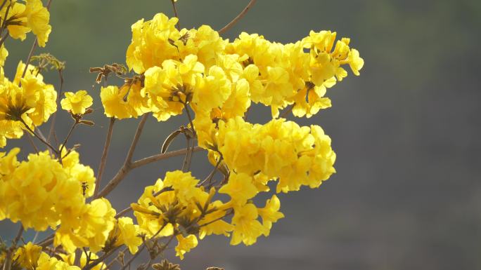 黄花风玲 特写