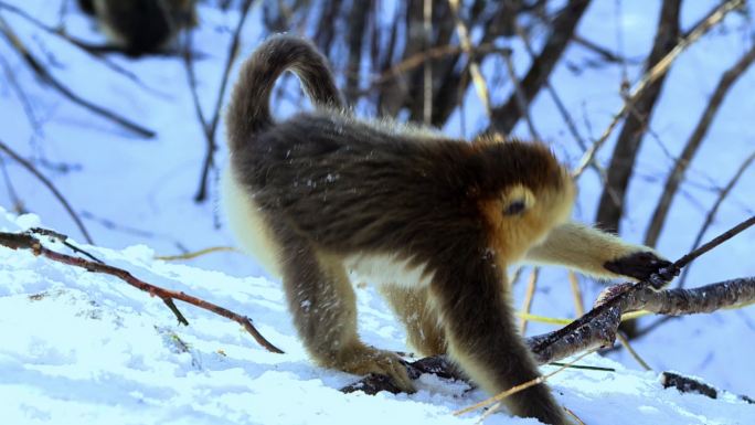 金丝猴在雪地上玩耍