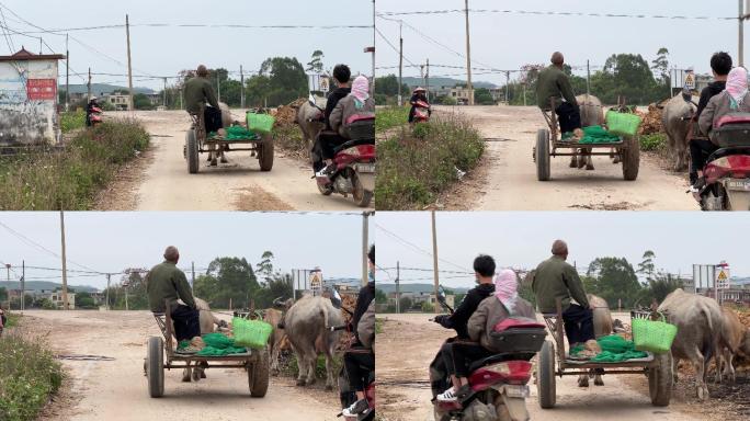 广西南宁吴圩行驶在乡间小路上的老牛车