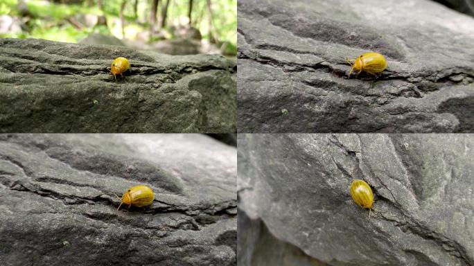石头上的小昆虫