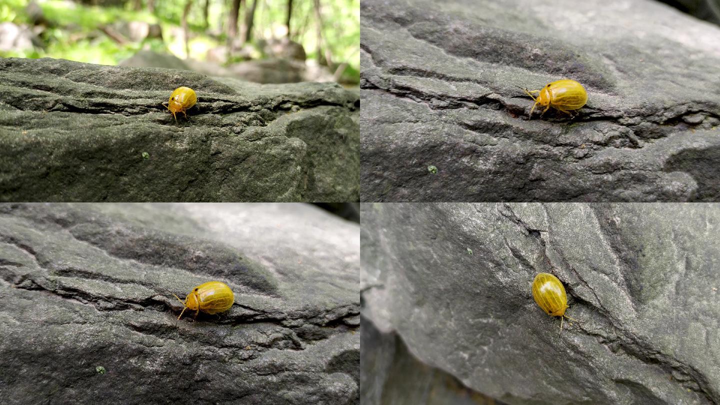 石头上的小昆虫