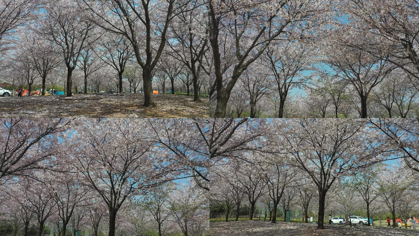 青岛樱花 花海